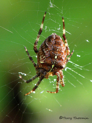 Araneus diadematus - Garden Spider 3.jpg