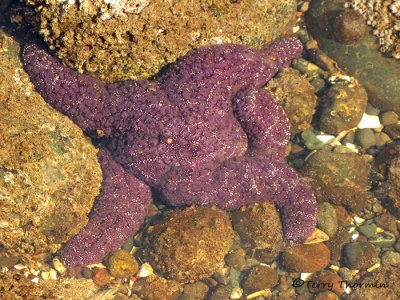 Purple Starfish 5a.jpg
