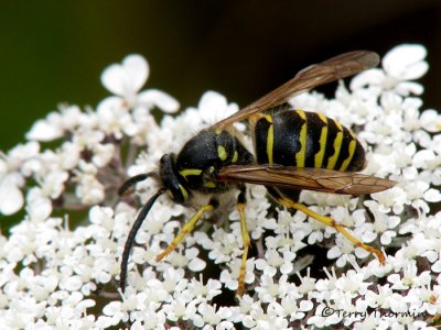 Vespula pensylvanica - Western Yellowjacket 1a.jpg