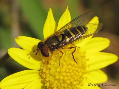 Syrphus sp. - Flower Fly B1.jpg