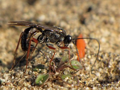 Ichneumonidae - Ichneumon wasp A1a.jpg
