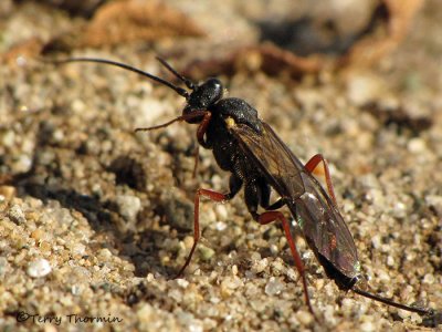 Ichneumon Wasps - Ichneumonidae of B,C,
