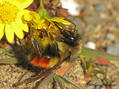 Bombus ternarius - Tricolored Bumble Bee C1a.jpg
