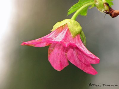 Salmonberry - Rubus spectabilis 1a.jpg