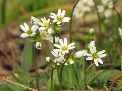 Common Draba - Draba verna 1a.jpg