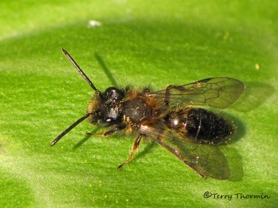 Andrena sp. - Andrenid Bee A1b.jpg