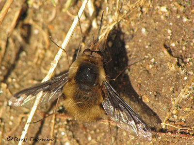 Bombylius sp. - Bee Fly A1a.jpg
