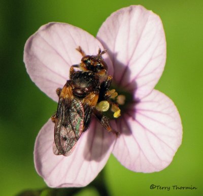 Thick-headed Flies - Conopidae of B.C.