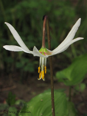 White Fawn Lily - Erythronium oregonum 2a.jpg