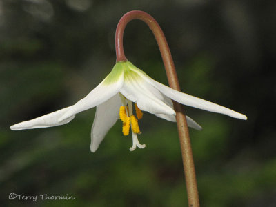 White Fawn Lily - Erythronium oregonum 1a.jpg