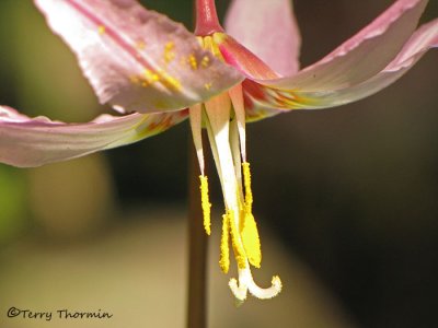 Pink Fawn Lily - Erythronium revolutum 6a.jpg