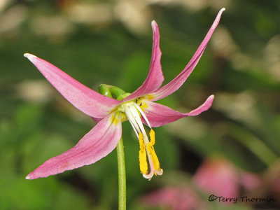 Pink Fawn Lily - Erythronium revolutum 4a.jpg