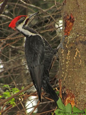 Pileated Woodpecker 16b.jpg