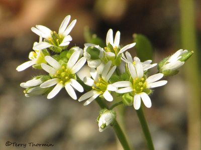 Common Draba - Draba verna .jpg