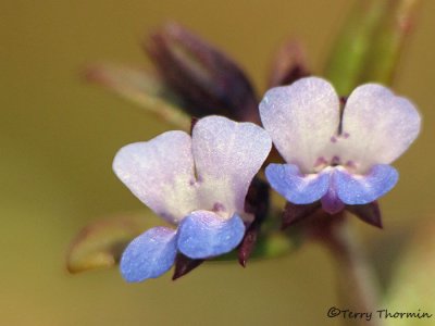 Small-flowered Blue-eyed Mary - Collinsia parviflora 3b.jpg