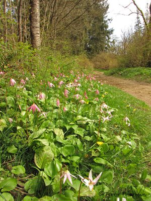 Fawn Lilies along Tsolum River trail 1a.jpg