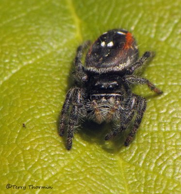 Phidippus borealis - Boreal Jumping Spider 1c.jpg