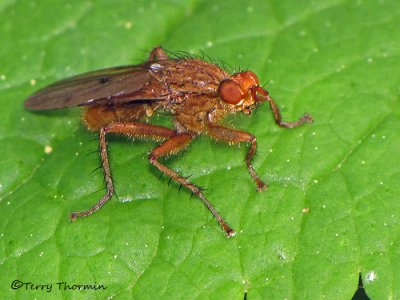 Scathophagidae - Dung fly A1a.jpg