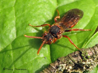 Nomada sp. - Cuckoo bee A1a.JPG