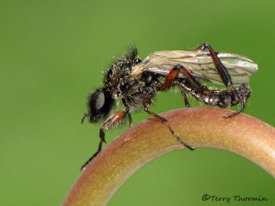 March Flies - Bibionidae of B.C.