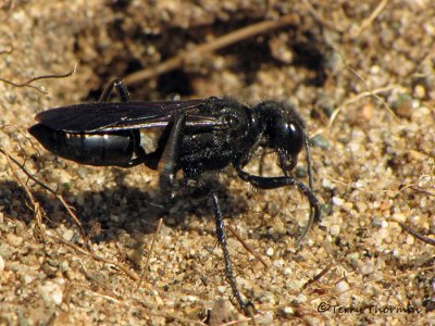 Podalonia sp. - Thread-waisted Wasp A1b.jpg