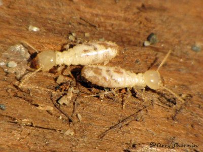 Termite workers A2a.jpg