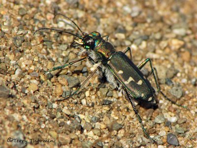 Cicindela oregona - WesternTiger beetle 5b.jpg