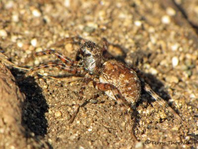 Arctosa perita - Wolf Spider 1b.jpg