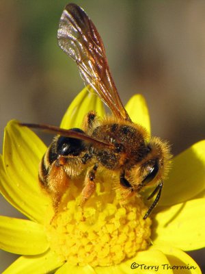 Andrena sp. - Andrenid bee B1c.jpg