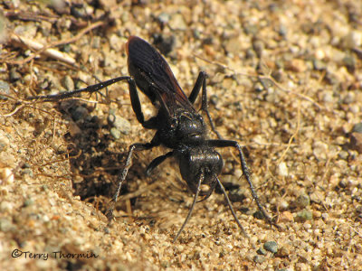 Podalonia sp. - Thread-waisted Wasp A2a.jpg