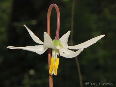 White Fawn Lily - Erythronium oregonum 4a.jpg