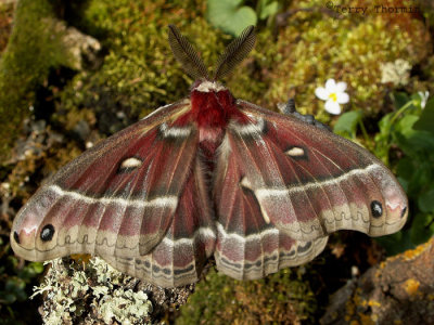 Hyalophora euryalus - Ceanothus Silk Moth 2.jpg.jpg