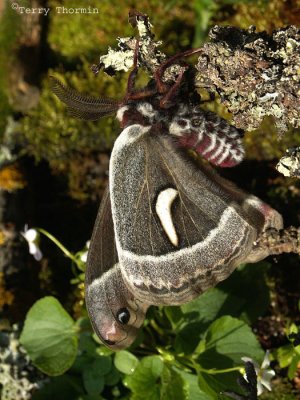 Hyalophora euryalus - Ceanothus Silk Moth 8.jpg.jpg