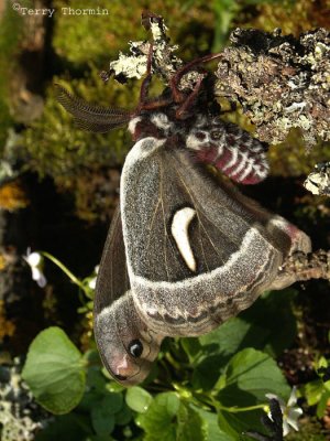 Giant Silk Moths - Saturniidae of B.C.