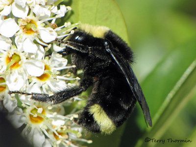 Bombus vosnesenskii - Yellow-faced Bumble Bee 1a.JPG