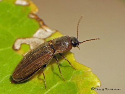 Click Beetles - Elateridae of B.C.