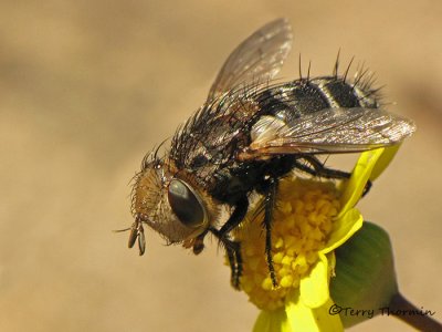 Tachinid fly - possibly Gonia sp.jpg