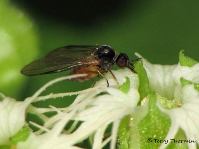 Empididae - Dance Fly B1a.jpg
