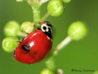 Adalia bipunctata - Two-spot Ladybug Beetle 1a.jpg