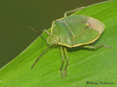 Chlorochroa sp. - Green Stink Bug A1a.jpg