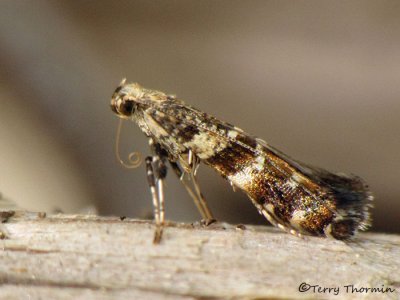 Caloptilia syringella 1a.jpg