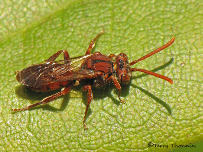 Nomada sp - Cuckoo bee B1a.jpg