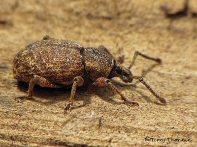Weevils - Curculionidae 0f B.C.