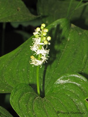False Lily-of-the-valley - Maianthemum dilatatum 3a.jpg