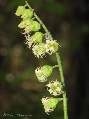 Fringecup - Tellima grandiflora 1a.jpg