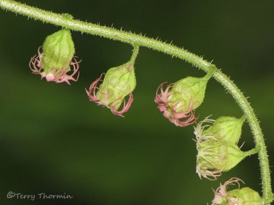 Fringecup - Tellima grandiflora 2.JPG