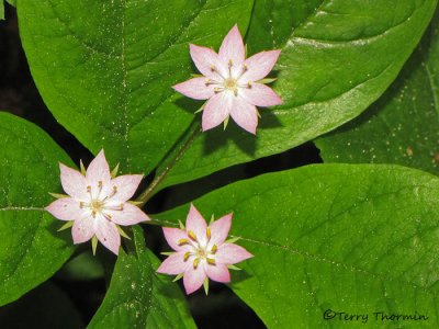 Broad-leaved Starflower - Trientalis latifolia 1a.jpg