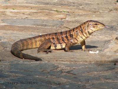 Golden Tegu.JPG