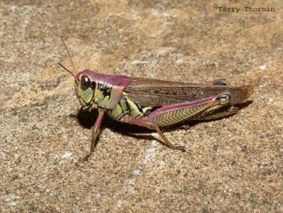 Melanoplus femurrubrum - Red-legged Grasshopper female .JPG