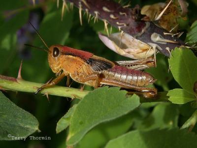Melanoplus bivittatus - Two-striped Grasshopper nymph A1.JPG